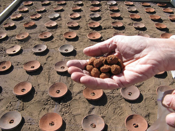 Anitya Anne's hands & seeds