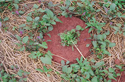 Anitya sprouting seeds closeup