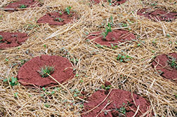 Anitya sprouting seeds
